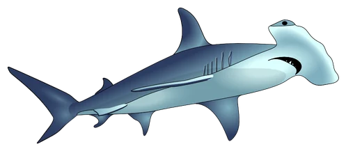 Tiburón martillo dibujado a mano