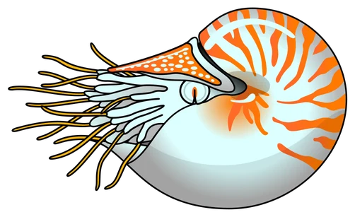 Nautilo dibujado a mano